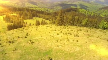 Hava dron görüntüleri izlenme: Bahar dağlar, tepeler ve çam ve köknar ile çayırlar üzerinde güneş yumuşak ışık yeşil ormanlar uçuş. Karpat Dağları, Romanya, Avrupa. Güzel manzara