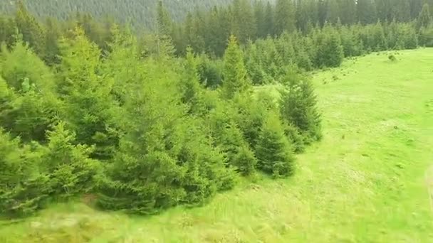 Drone Beelden Luchtfoto Vlucht Lente Bergen Heuvels Weiden Met Dennen — Stockvideo