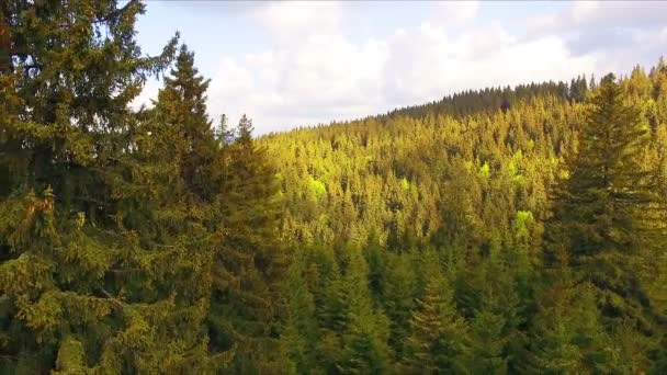 空中ドローン映像ビュー 便春山 松やモミと草原太陽まぶしく緑豊かな森 カルパティア山脈 ルーマニア ヨーロッパ 美しい風景 — ストック動画