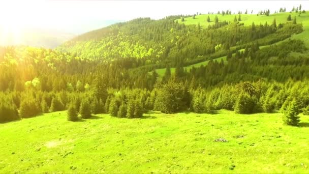 空中无人机素材视图 飞行在春天山 山和草甸与松树和冷杉绿色森林在阳光柔和的光 喀尔巴阡山 罗马尼亚 美丽的风景 — 图库视频影像