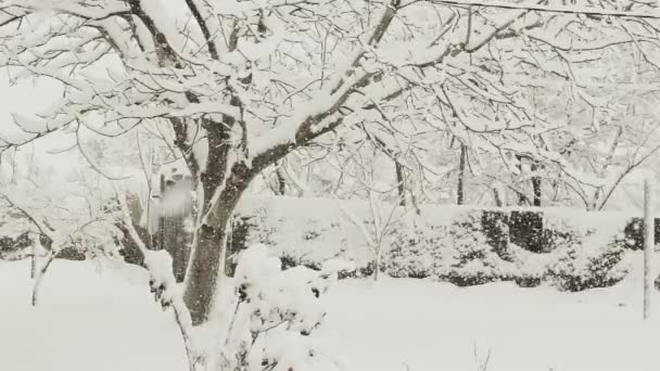 Neve Caindo Árvores Cena Inverno Rural — Vídeo de Stock