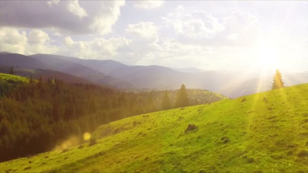 空中无人机素材视图 飞行在春天山 山和草甸与松树和冷杉绿色森林在阳光柔和的光 喀尔巴阡山 罗马尼亚 美丽的风景 — 图库视频影像