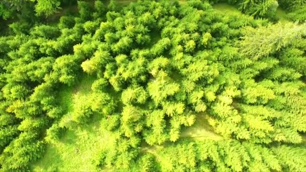 空中ドローン映像ビュー 便春山 松やモミと草原太陽まぶしく緑豊かな森 カルパティア山脈 ルーマニア ヨーロッパ 美しい風景 — ストック動画