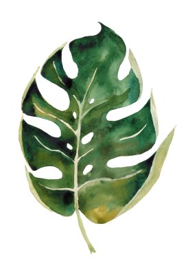 Monstera yaprak. Tropikal bitki örtüsü. 