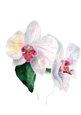 güzel beyaz orkide, 