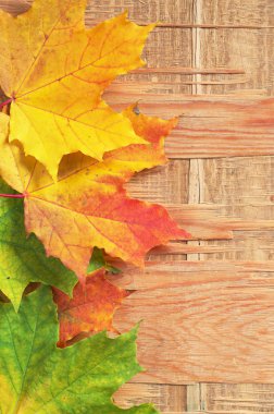 Sonbahar akçaağaç yaprakları