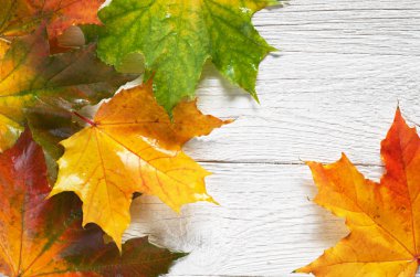 Sonbahar akçaağaç yaprakları