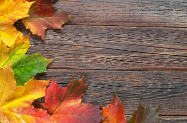 Sonbahar akçaağaç yaprakları