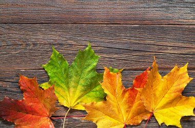 Sonbahar akçaağaç yaprakları