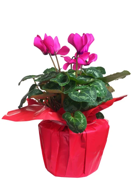 Pink flowers cyclamen — Stock Photo, Image