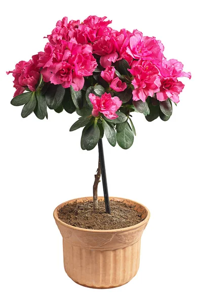 Azalea en una olla — Foto de Stock