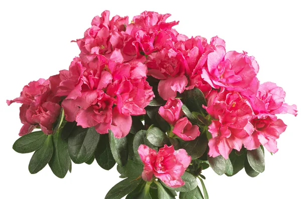 Azálea rosa florescente — Fotografia de Stock