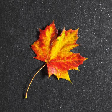 Sonbahar akçaağaç yaprağı
