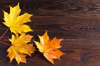 Sonbahar akçaağaç yaprakları