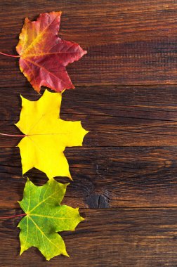 Sonbahar akçaağaç yaprakları