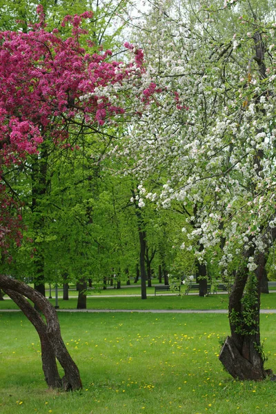 공원에 사과나무의 피우는 — 스톡 사진