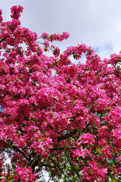 사과나무의 분홍빛 — 스톡 사진