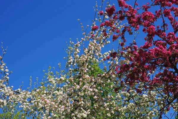 정원에서 피우는게 사과나무 — 스톡 사진