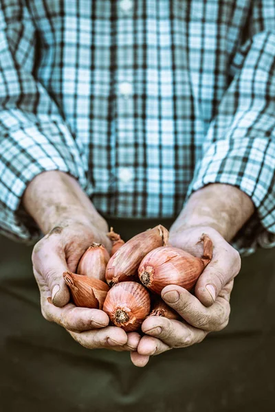 Cebola recém-colhida — Fotografia de Stock