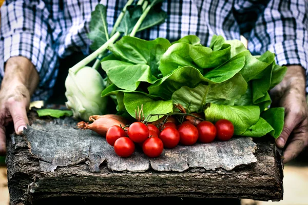 Produtos hortícolas frescos colhidos — Fotografia de Stock