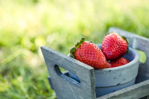 Fraises dans l'herbe — Photo