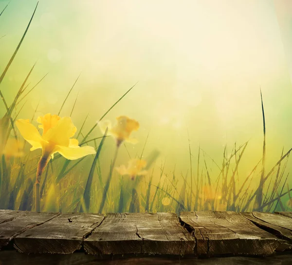 Narzissen Frühling Hintergrund — Stockfoto