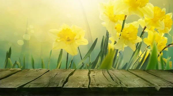 Fundo primavera daffodil — Fotografia de Stock