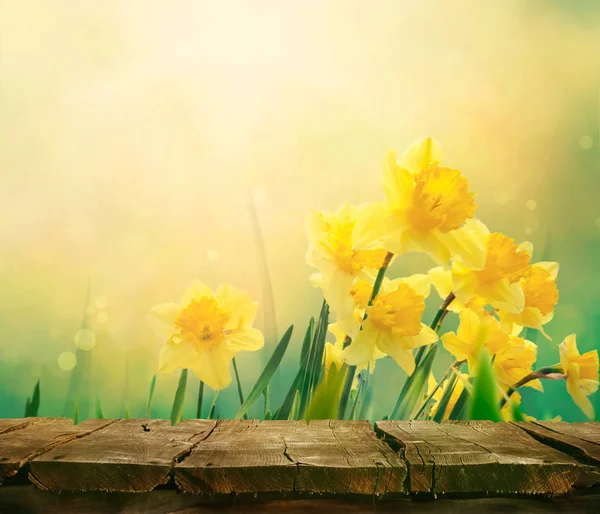 Daffodil spring background — Stock Photo, Image