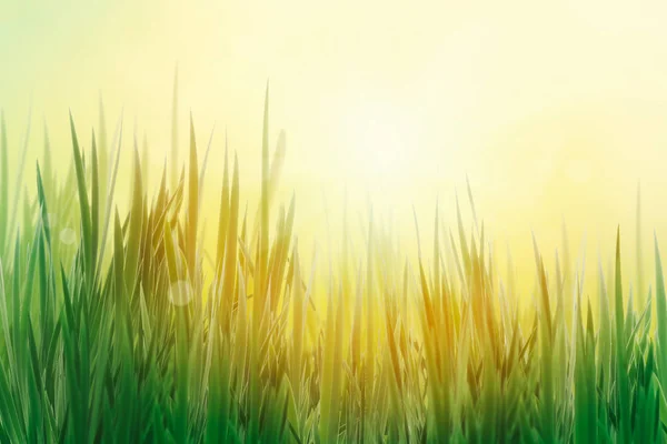 Spring grass background — Stock Photo, Image