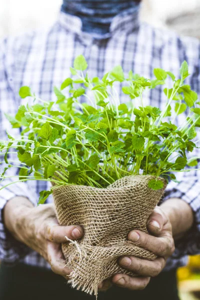 Agricoltore con erbe aromatiche — Foto Stock