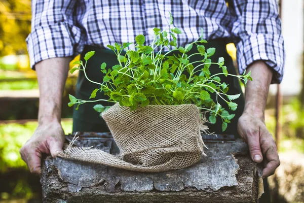 Agricoltore con erbe aromatiche — Foto Stock