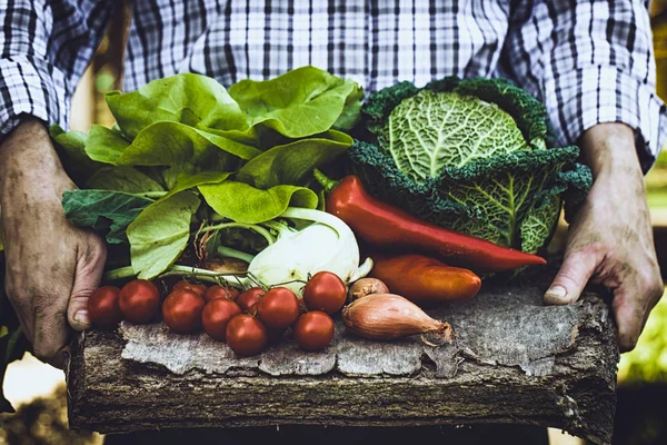 Agricultor com couve — Fotografia de Stock