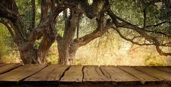 Olivo con tavolo — Foto Stock