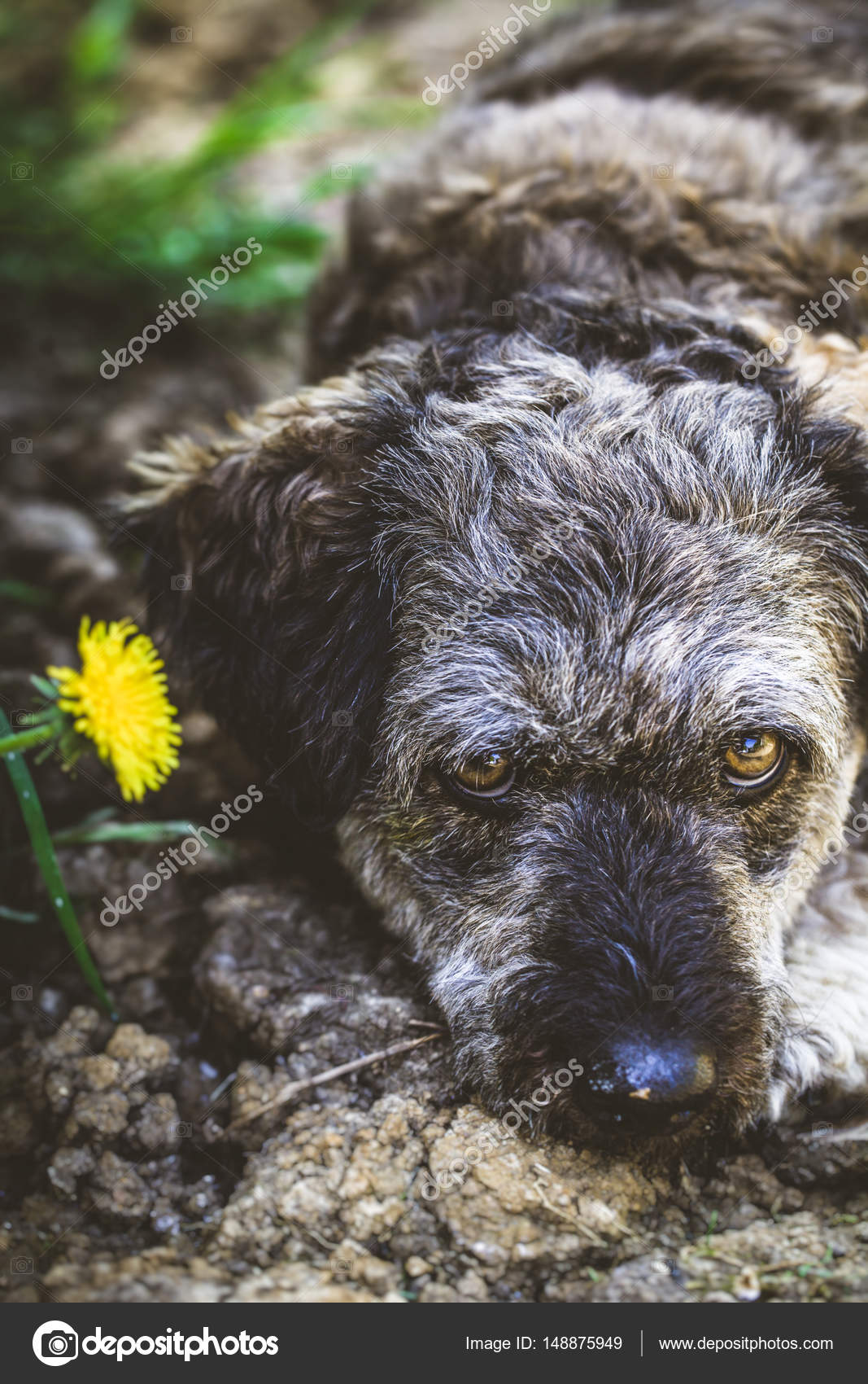 Petit Chien Dans Le Jardin Photographie Mythja 148875949