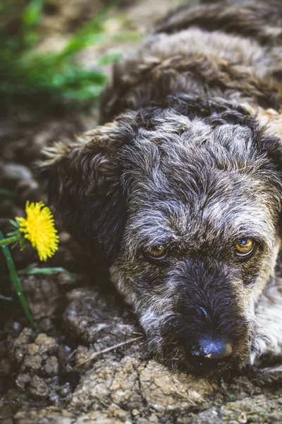 Small dog in garden — Stock Photo, Image