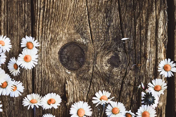 Fresh daisies on wood — Stock Photo, Image