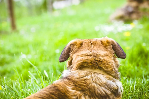 Dog in grass — Stock Photo, Image