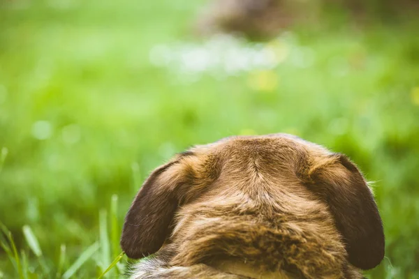 Hund i græs - Stock-foto