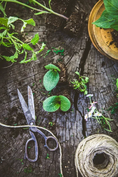 Garten mit Werkzeug — Stockfoto