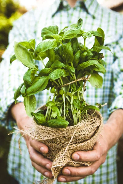 Farmer with herbs — Stock Photo, Image