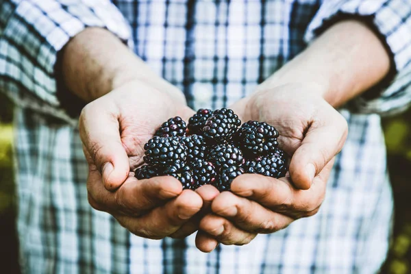 Farmer with blackberries — Stock Photo, Image