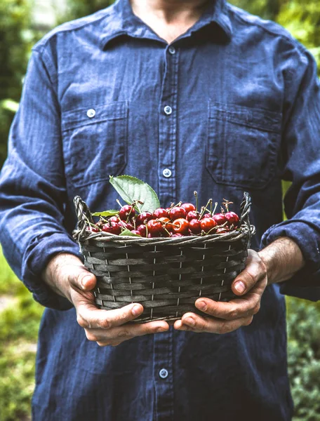 Agricultor com cerejas — Fotografia de Stock