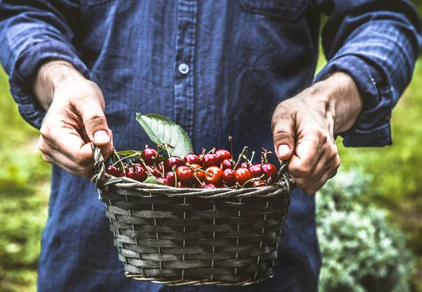 Agricultor com cerejas — Fotografia de Stock