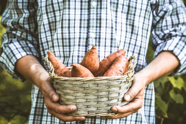 Bonde med sötpotatis — Stockfoto