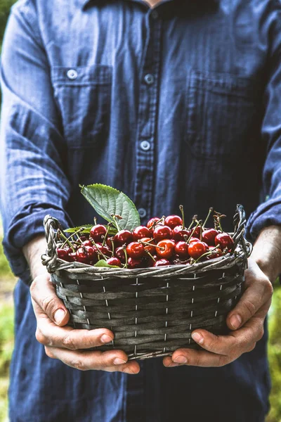 Agricultor com cerejas — Fotografia de Stock