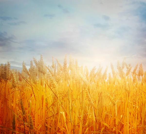 Weizenfeld im Sommer — Stockfoto