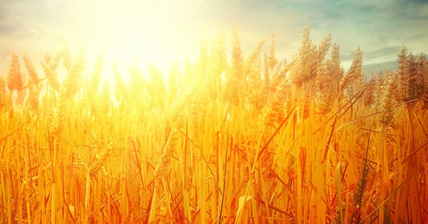 Champ de blé en été — Photo