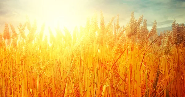 Weizenfeld im Sommer — Stockfoto