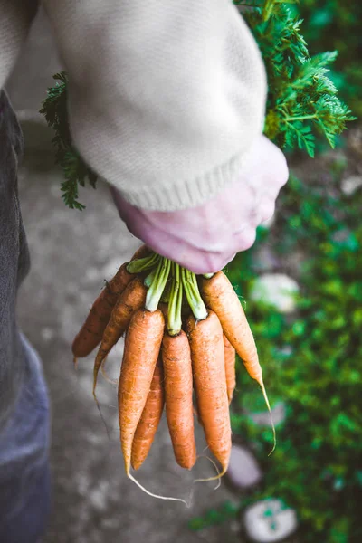 Čerstvá mrkev a farmář — Stock fotografie