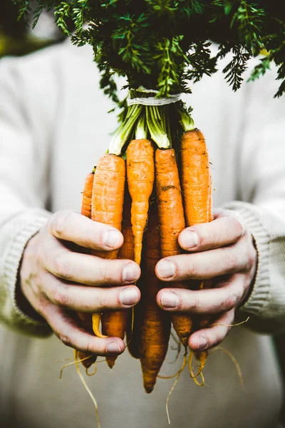 Čerstvá mrkev a farmář — Stock fotografie